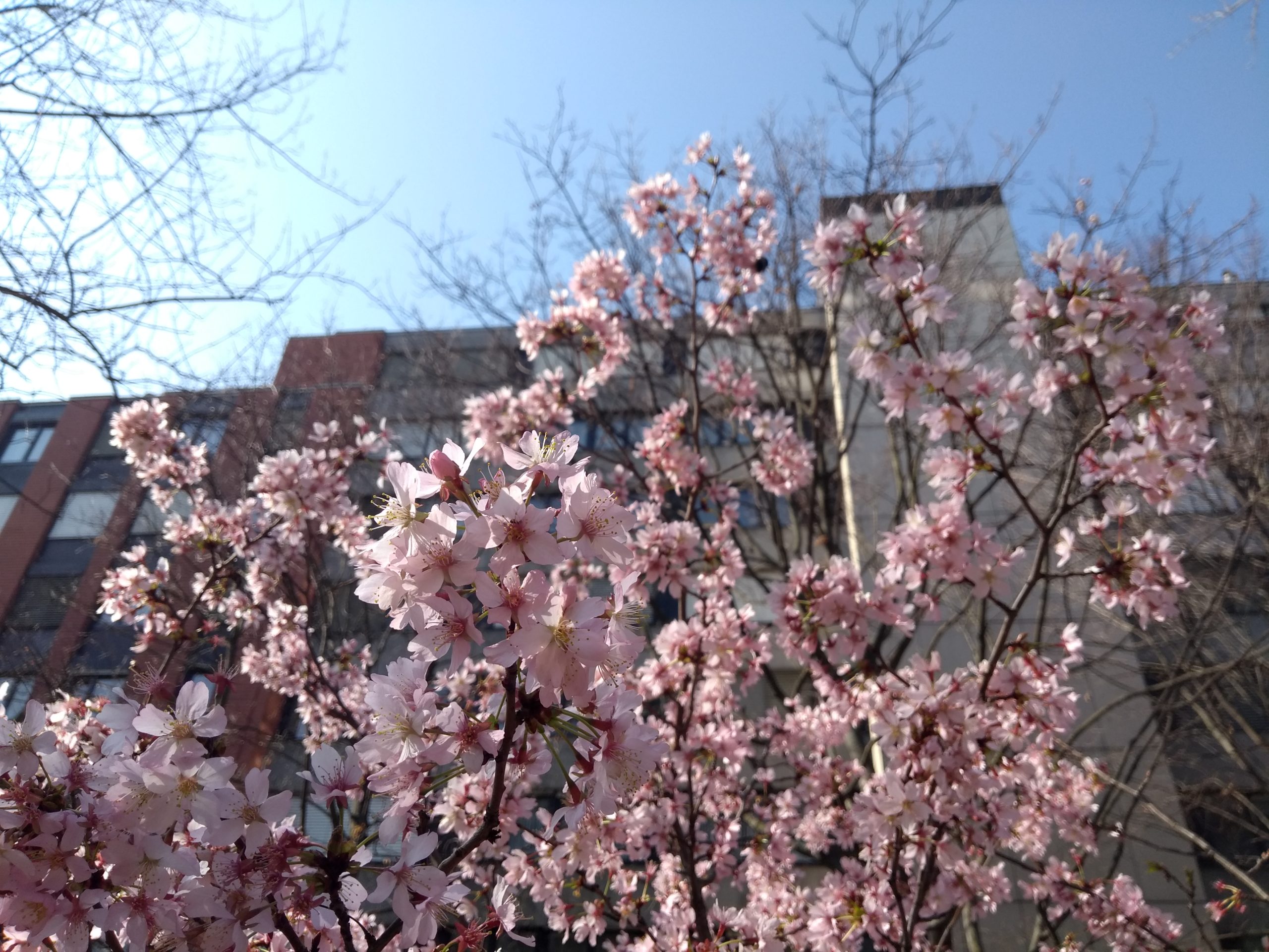 Aktuell Frühling - Kirschblüte vor Haus